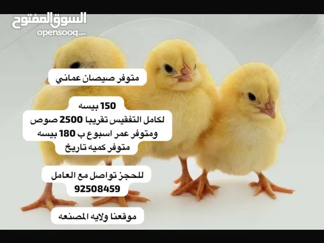 صيصان محليه