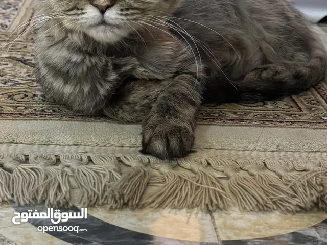 قطه للتبني ذكر و انثى