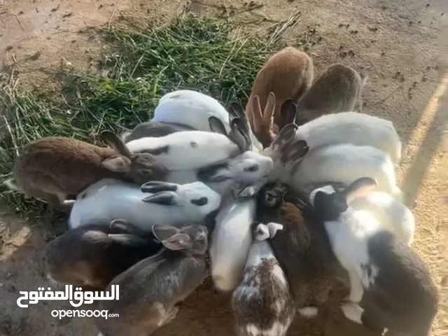 ارانب بيع جمله