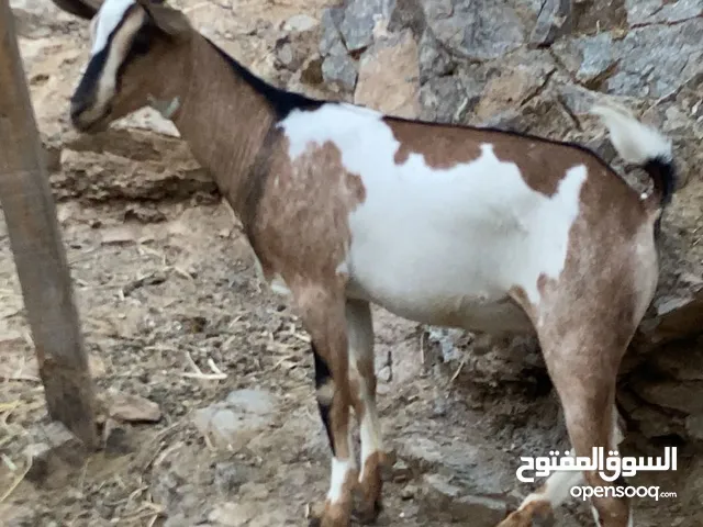 تيس البيع مال صلاله