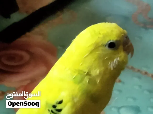 ببغاء بادجي ذكر اليف