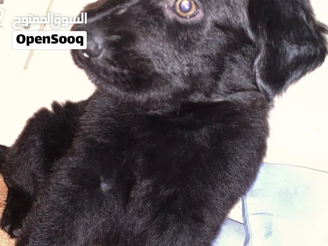 Black Retriever بلاك رتريفير