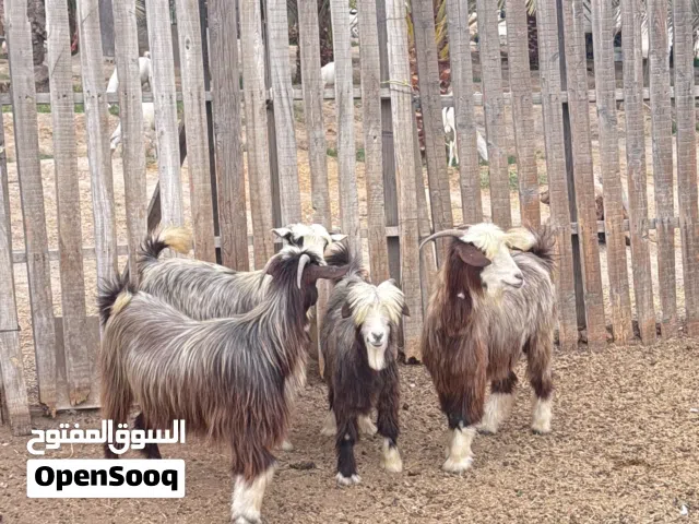 اضاحي عمانيه للبيع بسعر مناسب