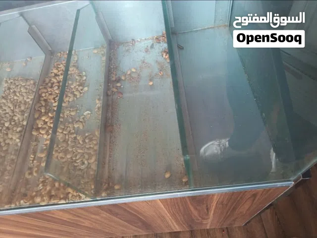 محل مكسرات كزًيوني