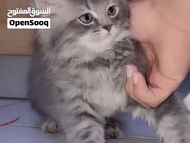 قط للبيع لاعلى سعر مكان طرابلس معاه بضاعته وبكس