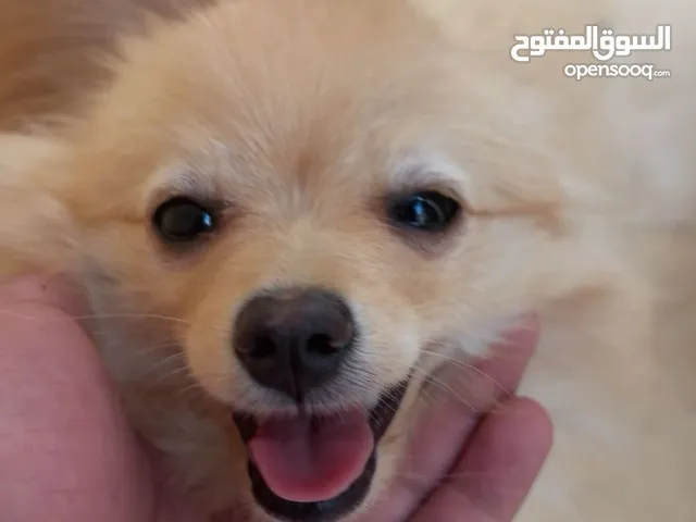 كلبة بوميرينيان