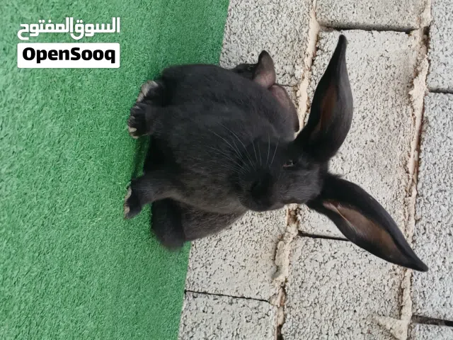 كوبية زوز انتايات ودكر 4\3 على فراشة