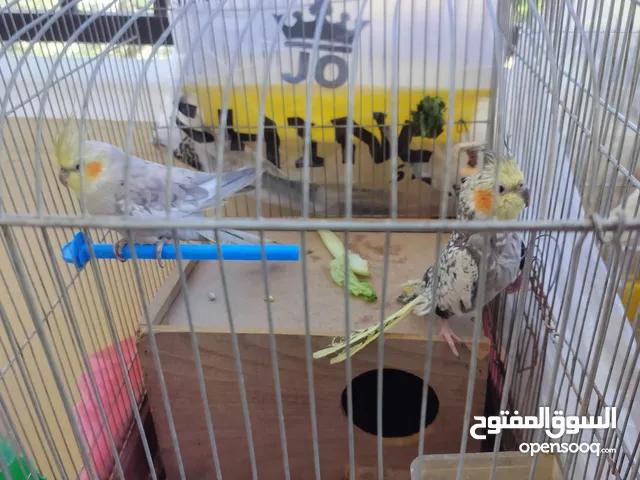 زوج طيور ببغاء كوكتيل