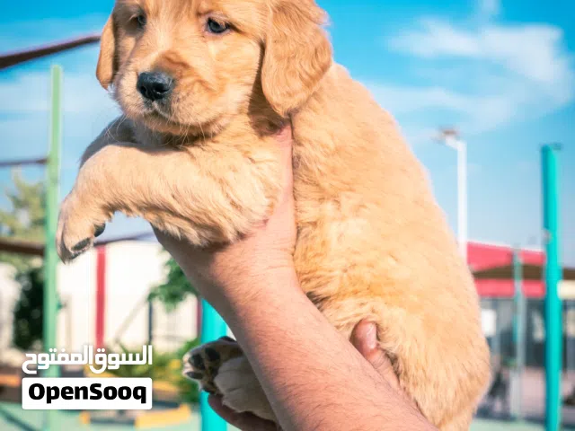 Golden retriever