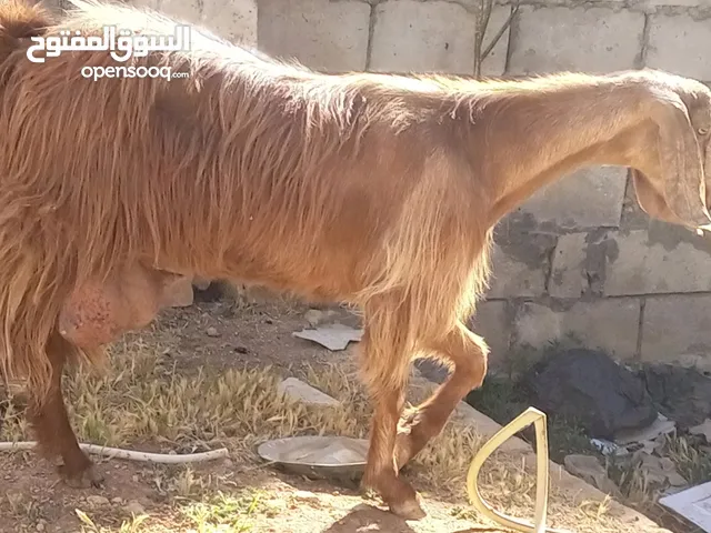 عنز حليب بصلاة على النبي