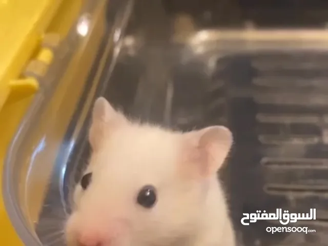 3 حبات هامستر / hamsters 3