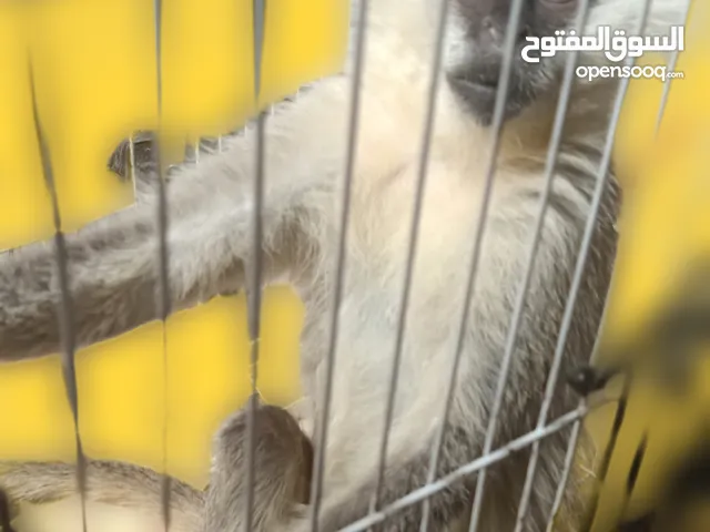 قرد نوع نسناس للبيع