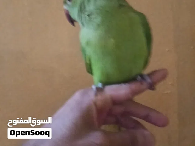 ببغاء اليف ومناسب حال الجهال
