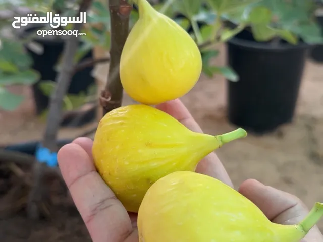 شتل تين للبيع