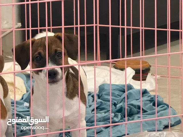 Jack russel pure breed