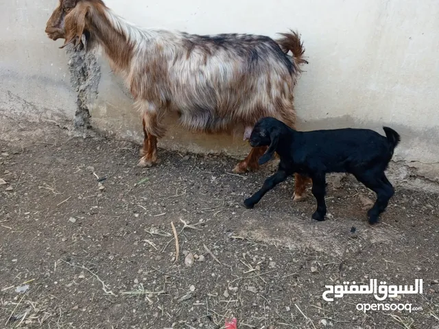 عنزات اناث للبيع خلفو جديد من تقريبا 10 ايام وصحتهم تمام حمدلله