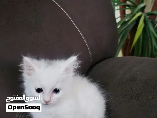 قطة kitten