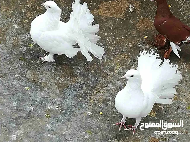 فحل هزاز للبدل على طيره هزاز