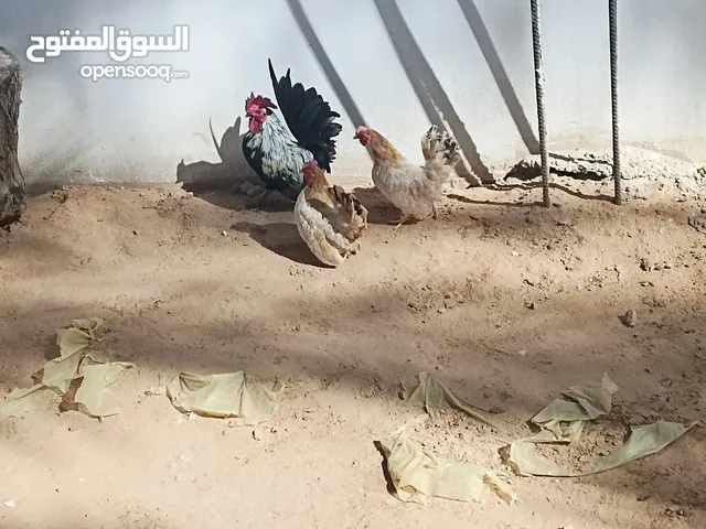 متوفر كوبيه كيني 2 دجاج 1 فروج ربي يبارك  يدحو