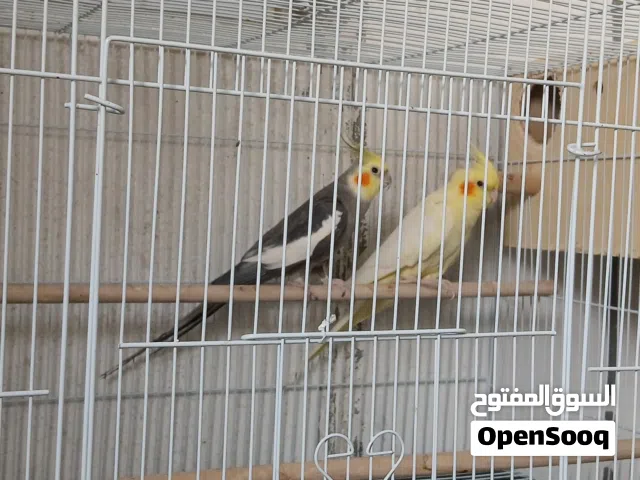 زوج للبيع كوكتيل منتج من قبل  30دينار