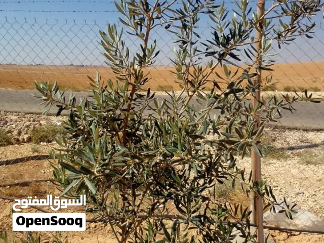 3 Bedrooms Farms for Sale in Amman Umm Al-Rasas