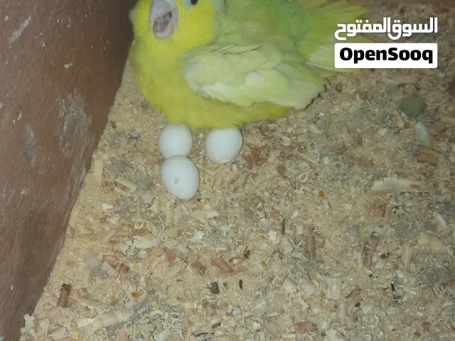 كوبيا ببغاء كاترينا
