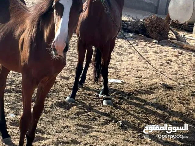 خيول للبيع في طرابلس
