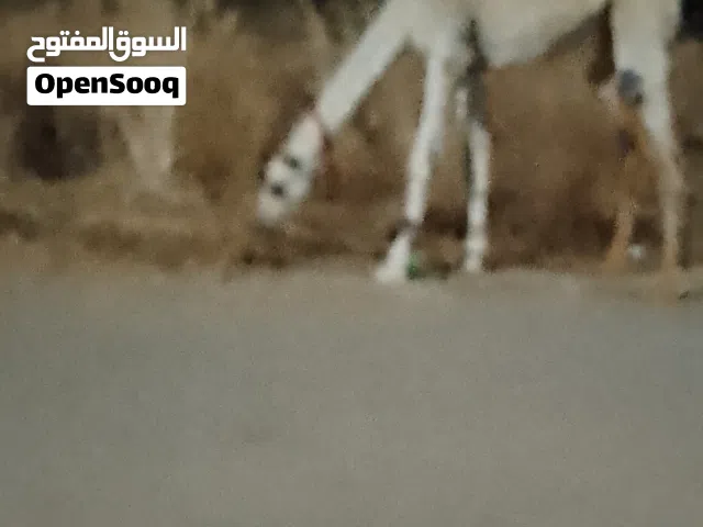بكره وضحه ما شاء الله عليها