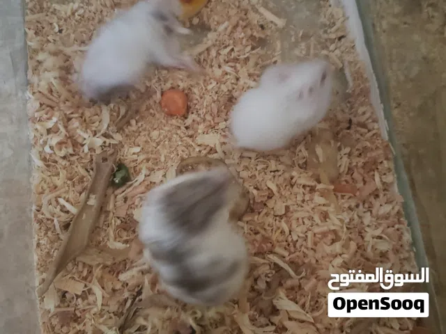 همستر روسي (مطبع) قمة الكياته واللعب والمرح