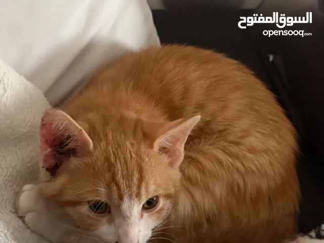 قط لتبني جده