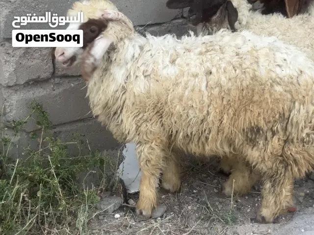 خروف للبيع