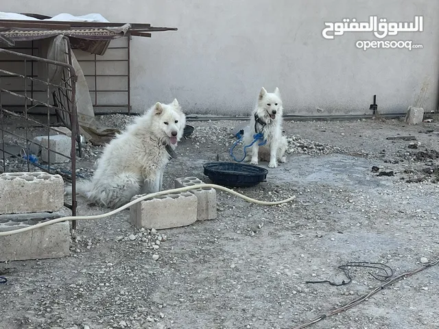 سامويد للبيع