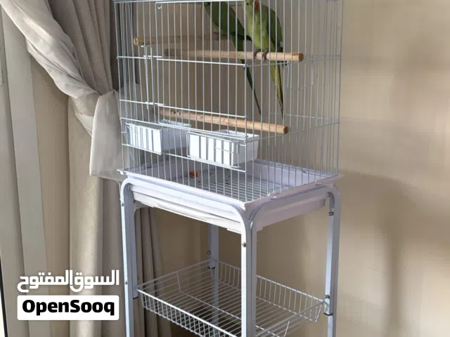 زوج ببغاء الذره الهندي للبيع