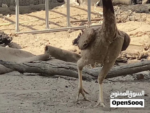 دجاجه باكستانيه