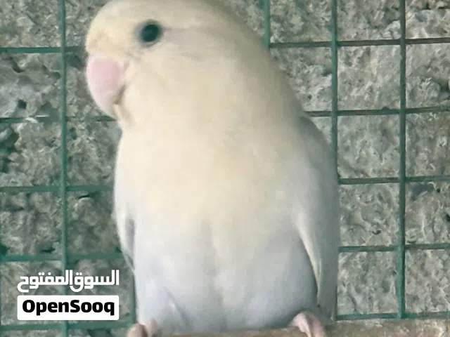 انثى روز منتجة بغزارة ماشاءالله