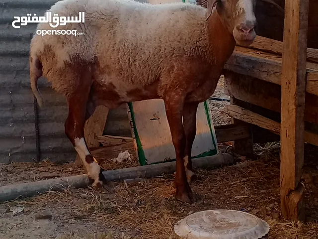 نعجه إسرائيليه بصلاه ع النبي ريشت الحبه