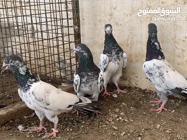 حمام باكستاني طيار