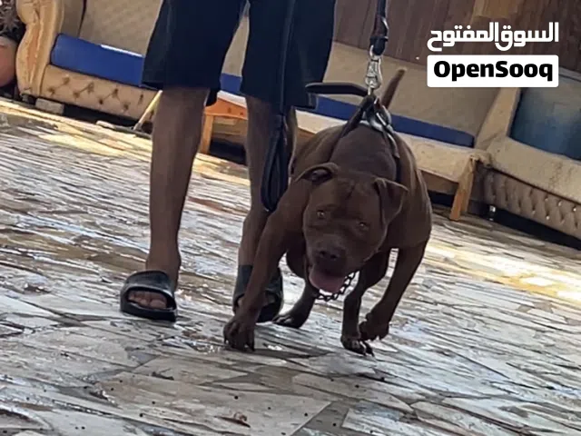 متاح نتايه بيتبول رد نويد نقبل افاريات