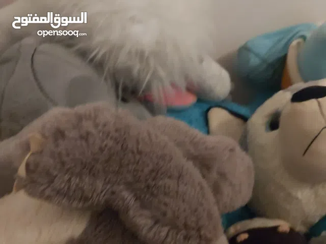 العاب اطفال للبيع