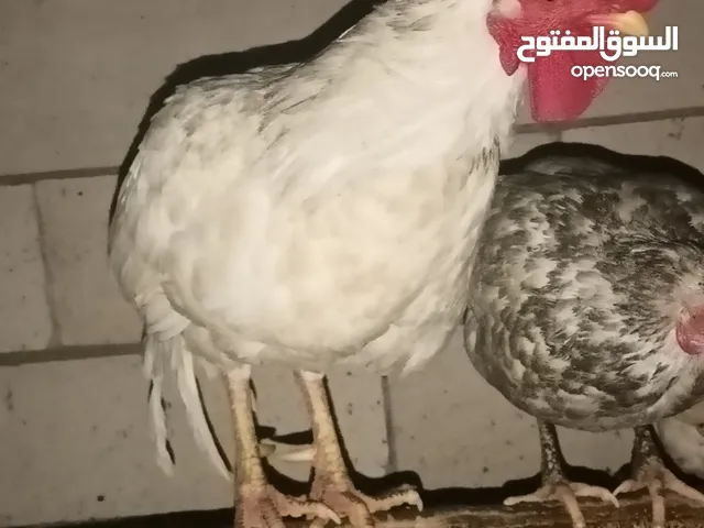 ديك عرب للبيع مال بيت