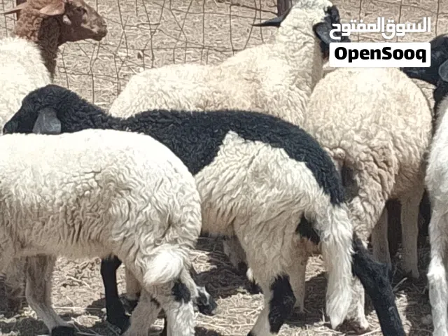 عدد 8 طروف بيوضي العمر من شهرين الي 3 خروف و7 فطايم