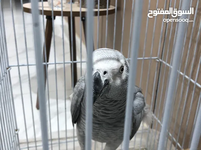 بغبغاء افريقي كاسكو