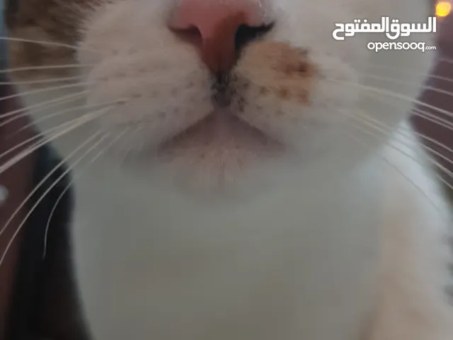 Male cat for free adoption