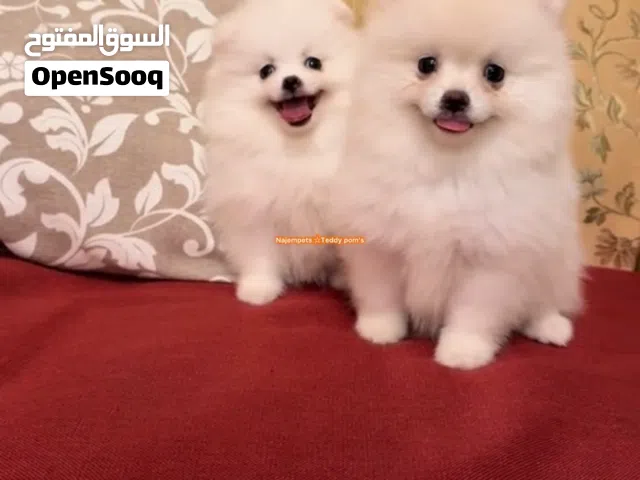 بوميرانيان مني بومز - مميّزين  حجم صغير ، فرو كثيف وجمالية عالية + مناسب لمن يبحث عن التميّز