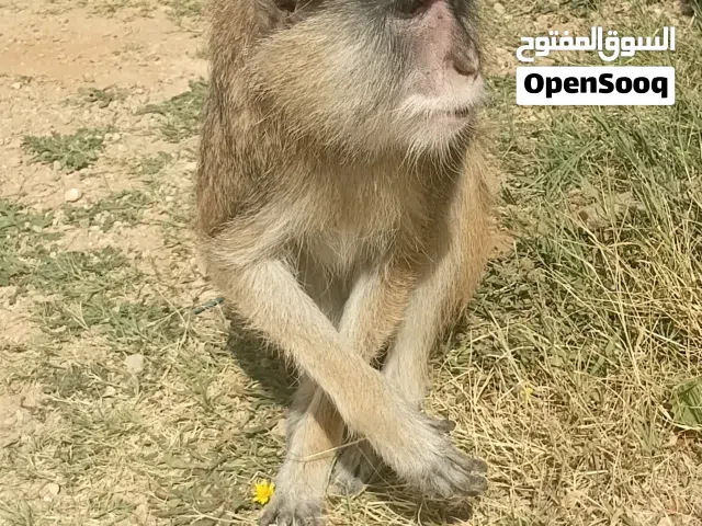 قرد للبيع انتيا