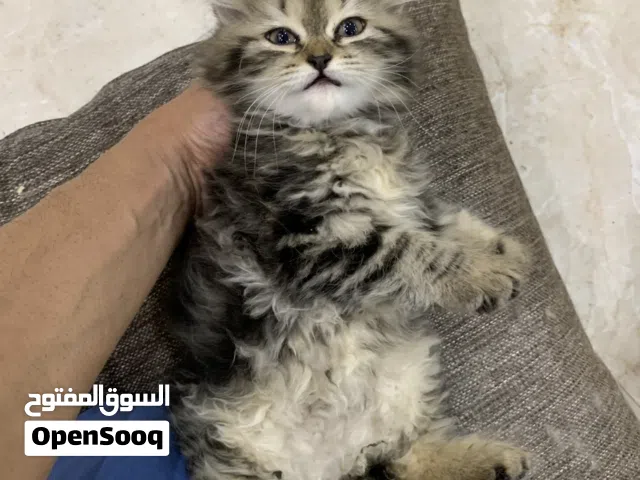 للبيع قطط كيتن العمر شهرين شيراز وسكوتش وهمالايا باشكال مختلفة