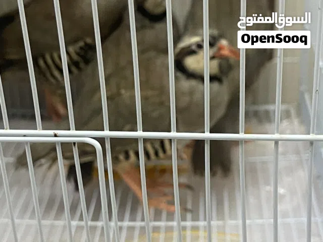 طيور حجل سوري