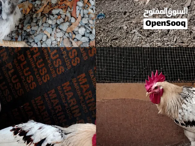 ديك فرنسي مافيه اي مرض معروض حل البيت المكان الخابوره