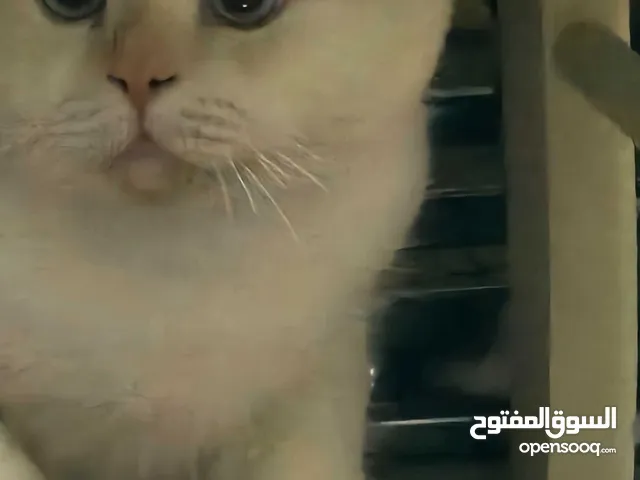 British shorthair 2 year old cat