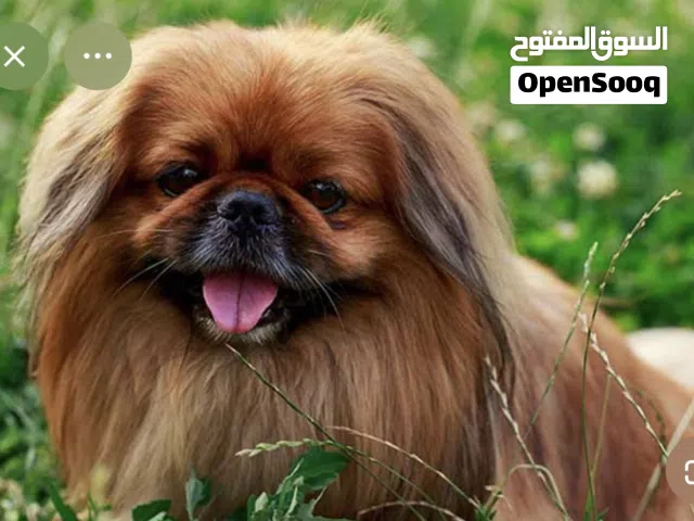 مكافئه مجزية